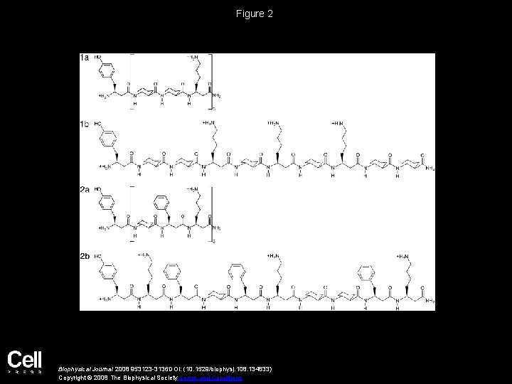 Figure 2 Biophysical Journal 2008 953123 -3136 DOI: (10. 1529/biophysj. 108. 134833) Copyright ©