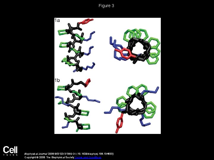 Figure 3 Biophysical Journal 2008 953123 -3136 DOI: (10. 1529/biophysj. 108. 134833) Copyright ©