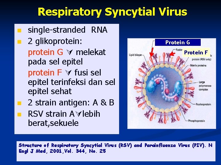 Respiratory Syncytial Virus n n single-stranded RNA 2 glikoprotein: protein G melekat pada sel