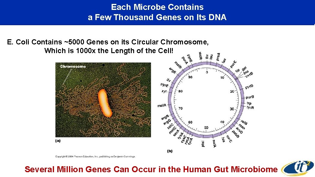 Each Microbe Contains a Few Thousand Genes on Its DNA E. Coli Contains ~5000