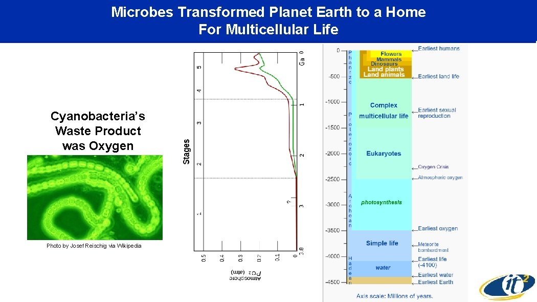 Microbes Transformed Planet Earth to a Home For Multicellular Life Cyanobacteria’s Waste Product was