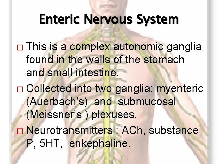 Enteric Nervous System This is a complex autonomic ganglia found in the walls of
