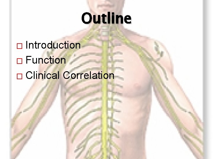 Outline Introduction � Function � Clinical Correlation � 