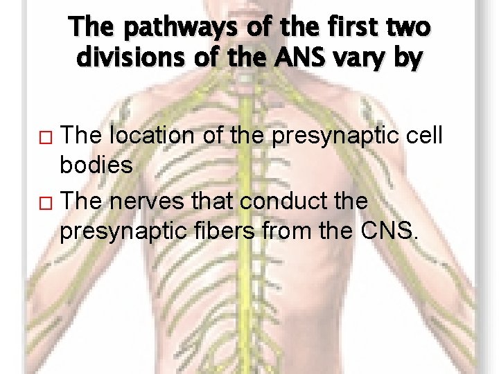 The pathways of the first two divisions of the ANS vary by The location