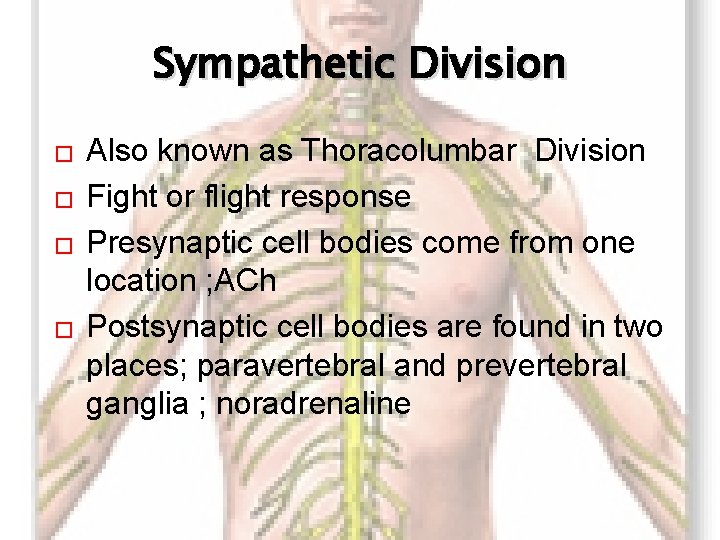 Sympathetic Division � � Also known as Thoracolumbar Division Fight or flight response Presynaptic