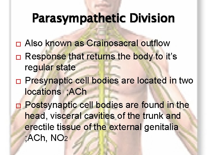 Parasympathetic Division � � Also known as Crainosacral outflow Response that returns the body