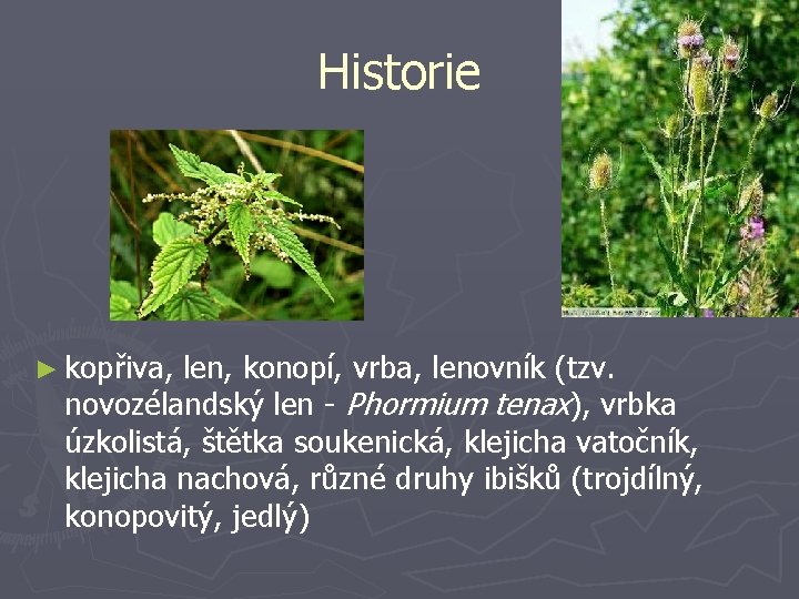 Historie ► kopřiva, len, konopí, vrba, lenovník (tzv. novozélandský len - Phormium tenax), vrbka