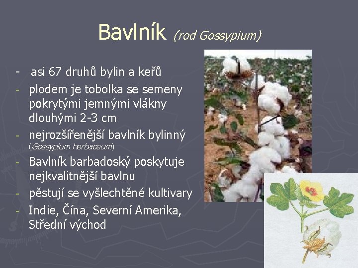 Bavlník (rod Gossypium) - asi 67 druhů bylin a keřů - plodem je tobolka