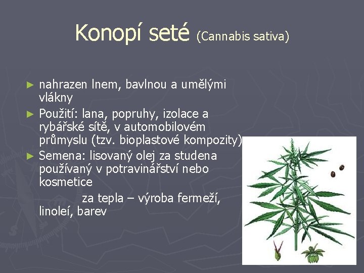 Konopí seté (Cannabis sativa) nahrazen lnem, bavlnou a umělými vlákny ► Použití: lana, popruhy,