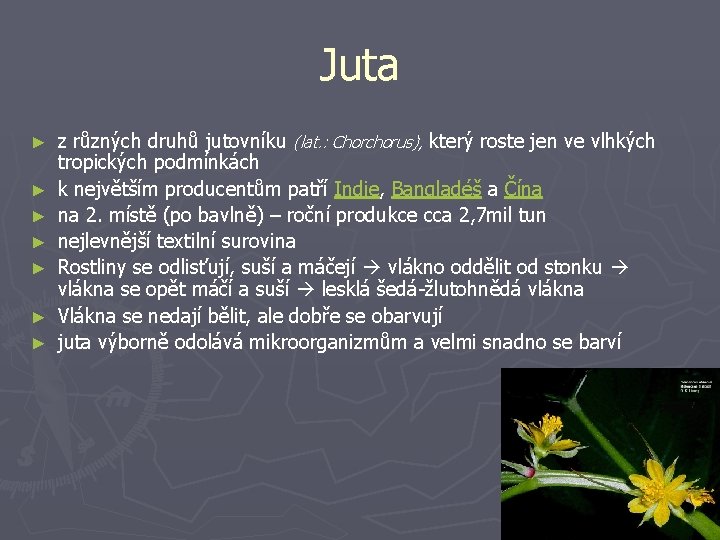 Juta ► ► ► ► z různých druhů jutovníku (lat. : Chorchorus), který roste