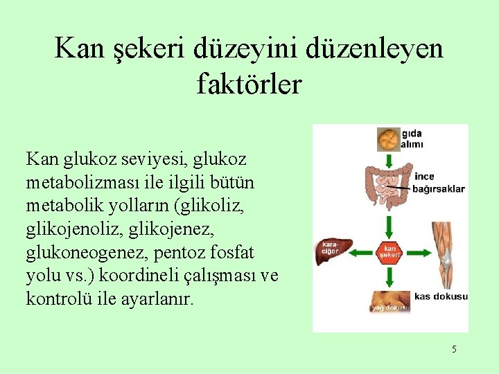 Kan şekeri düzeyini düzenleyen faktörler Kan glukoz seviyesi, glukoz metabolizması ile ilgili bütün metabolik