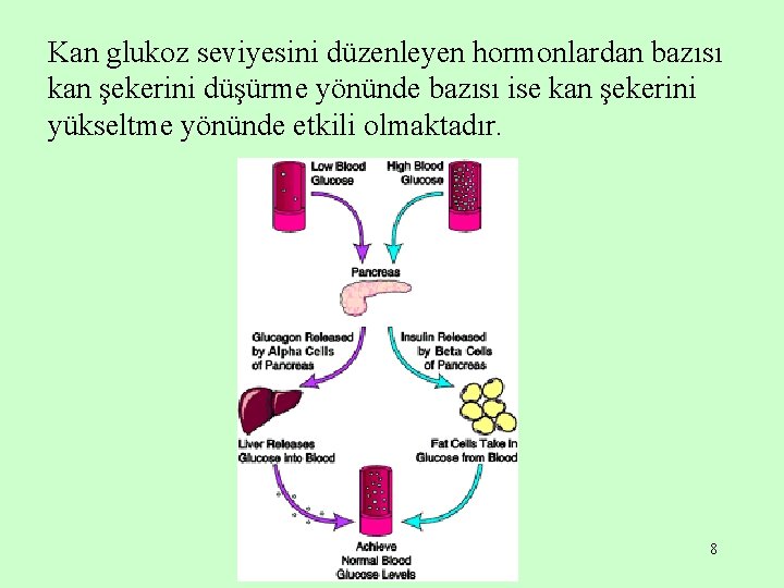 Kan glukoz seviyesini düzenleyen hormonlardan bazısı kan şekerini düşürme yönünde bazısı ise kan şekerini