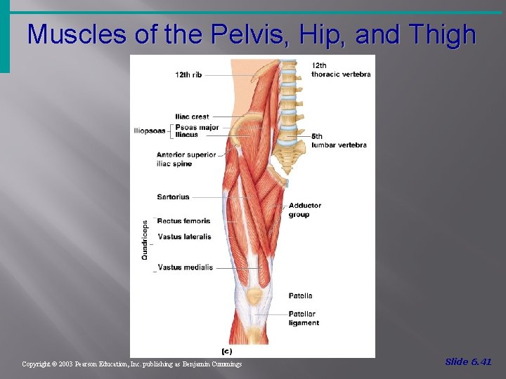 Muscles of the Pelvis, Hip, and Thigh Figure 6. 18 c Copyright © 2003