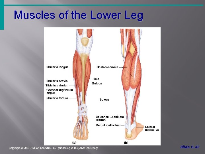 Muscles of the Lower Leg Figure 6. 19 Copyright © 2003 Pearson Education, Inc.