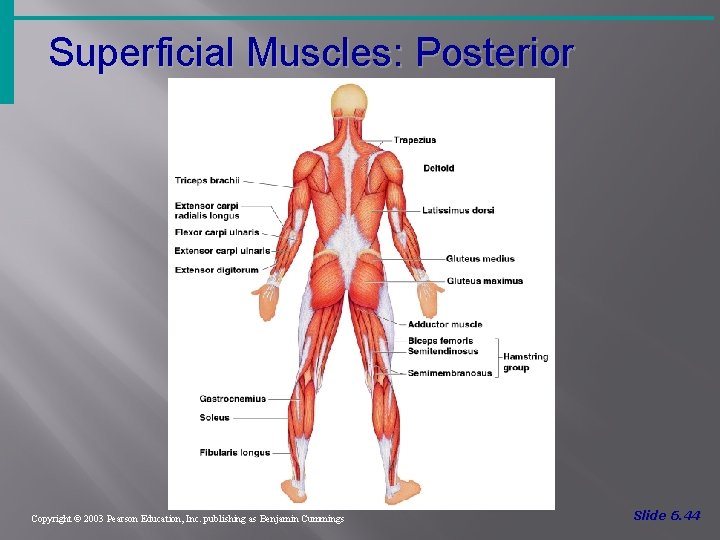 Superficial Muscles: Posterior Figure 6. 21 Copyright © 2003 Pearson Education, Inc. publishing as