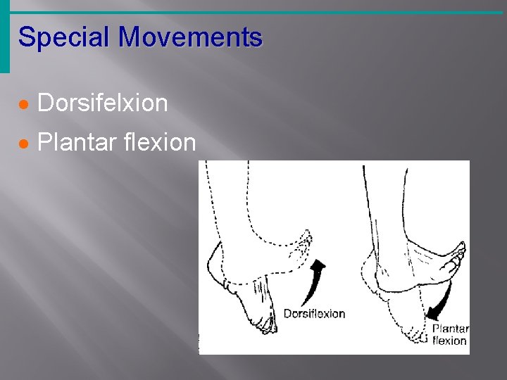 Special Movements · Dorsifelxion · Plantar flexion 