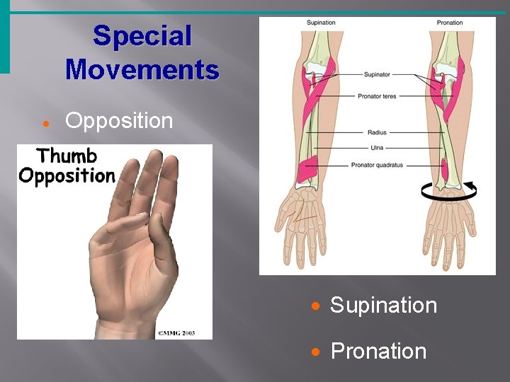 Special Movements · Opposition · Supination · Pronation 