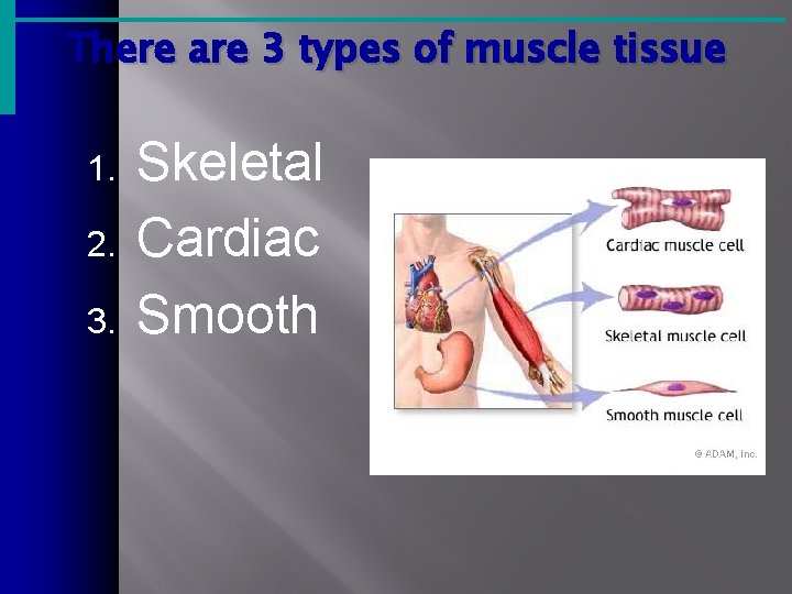 There are 3 types of muscle tissue 1. 2. 3. Skeletal Cardiac Smooth 