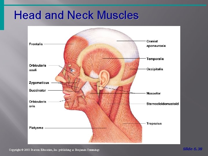 Head and Neck Muscles Figure 6. 14 Copyright © 2003 Pearson Education, Inc. publishing