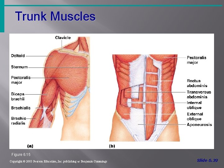 Trunk Muscles Figure 6. 15 Copyright © 2003 Pearson Education, Inc. publishing as Benjamin