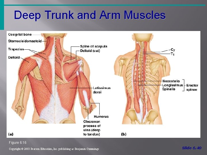 Deep Trunk and Arm Muscles Figure 6. 16 Copyright © 2003 Pearson Education, Inc.