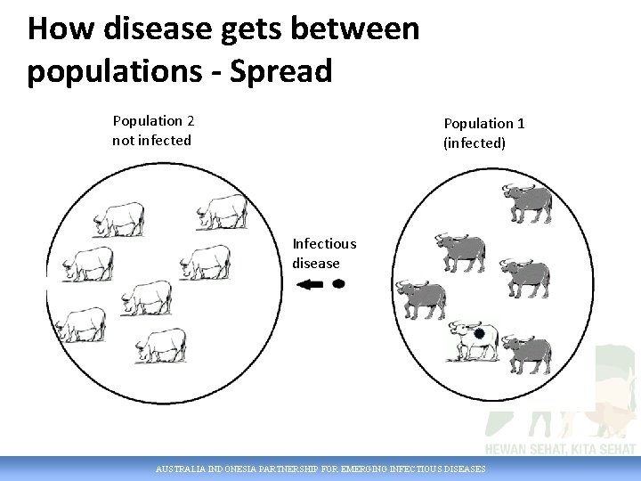 How disease gets between populations - Spread Population 2 not infected Population 1 (infected)