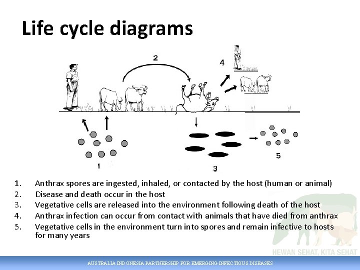 Life cycle diagrams 1. 2. 3. 4. 5. Anthrax spores are ingested, inhaled, or