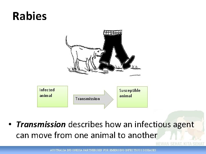 Rabies Infected animal Transmission Susceptible animal • Transmission describes how an infectious agent can