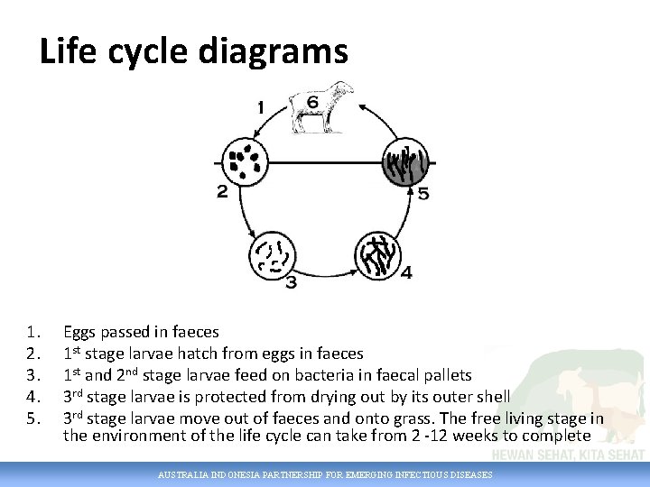 Life cycle diagrams 1. 2. 3. 4. 5. Eggs passed in faeces 1 st