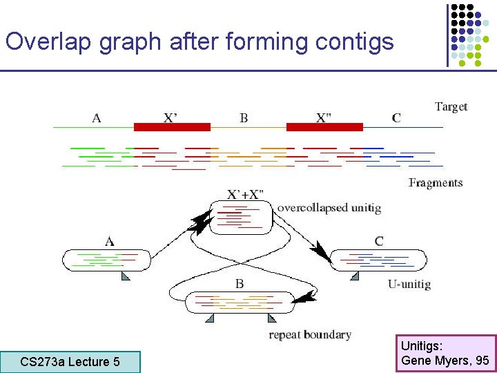 Overlap graph after forming contigs CS 273 a Lecture 5 CS 273 a Lecture