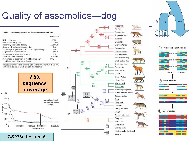 Quality of assemblies—dog 7. 5 X sequence coverage CS 273 a Lecture 5 CS