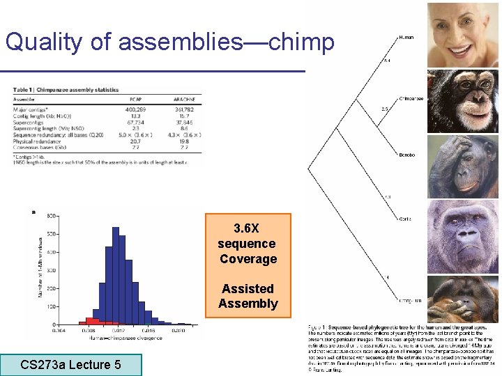 Quality of assemblies—chimp 3. 6 X sequence Coverage Assisted Assembly CS 273 a Lecture