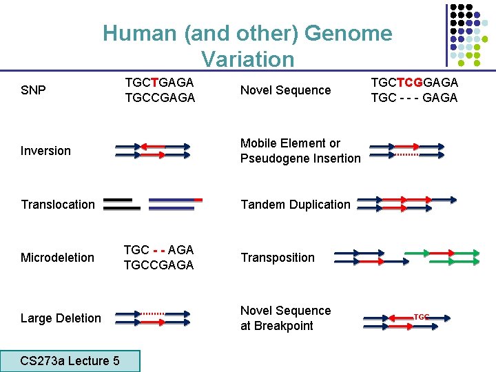 Human (and other) Genome Variation SNP TGCTGAGA TGCCGAGA Novel Sequence Inversion Mobile Element or