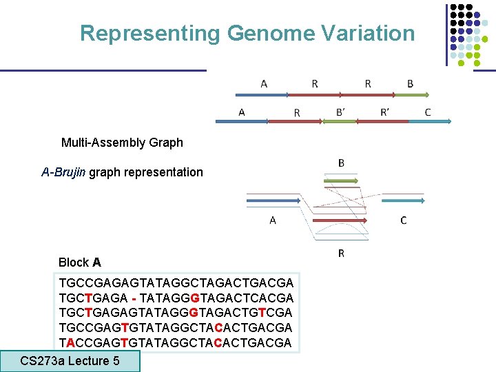 Representing Genome Variation Multi-Assembly Graph A-Brujin graph representation Block A TGCCGAGAGTATAGGCTAGACTGACGA TGCTGAGA - TATAGGGTAGACTCACGA