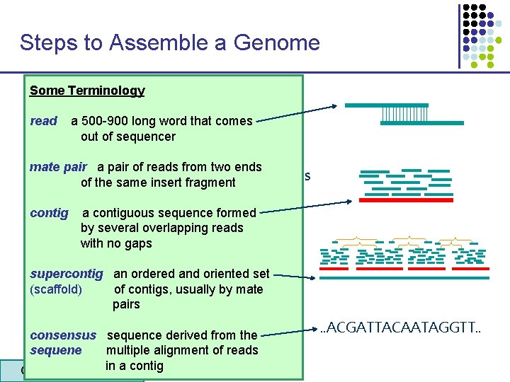 Steps to Assemble a Genome Some Terminology 1. Find overlapping reads read a 500