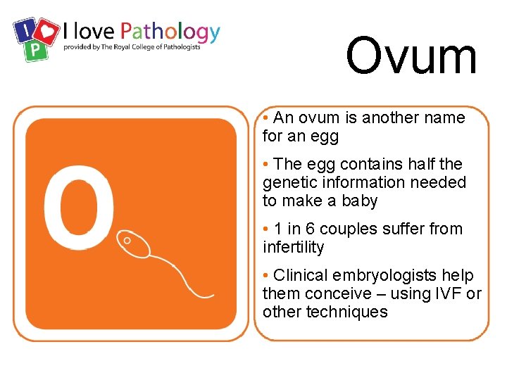 Ovum • An ovum is another name for an egg • The egg contains