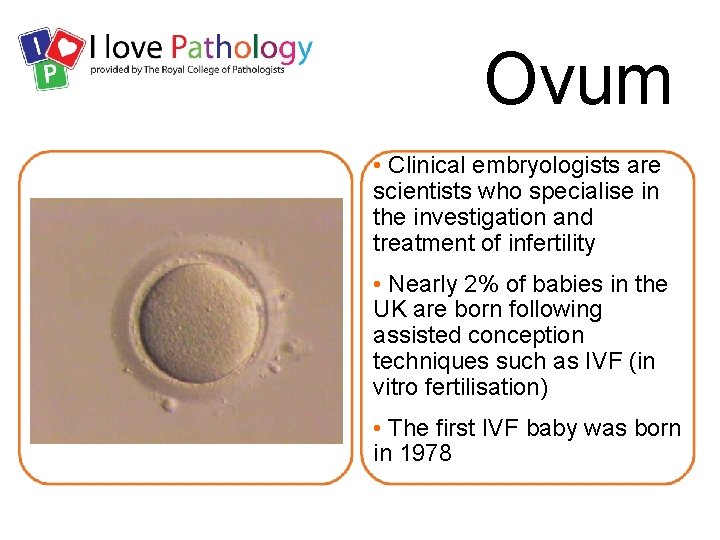 Ovum • Clinical embryologists are scientists who specialise in the investigation and treatment of
