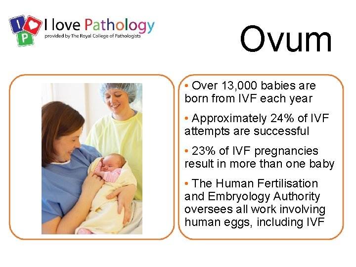 Ovum • Over 13, 000 babies are born from IVF each year • Approximately