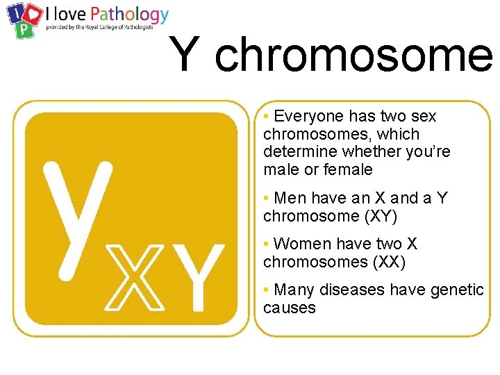Y chromosome • Everyone has two sex chromosomes, which determine whether you’re male or