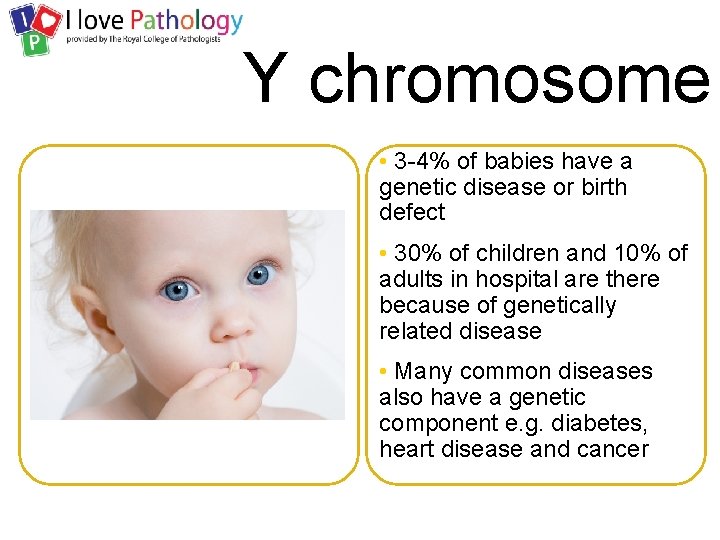 Y chromosome • 3 -4% of babies have a genetic disease or birth defect