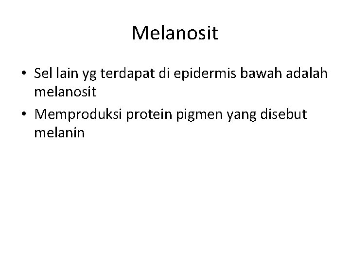 Melanosit • Sel lain yg terdapat di epidermis bawah adalah melanosit • Memproduksi protein