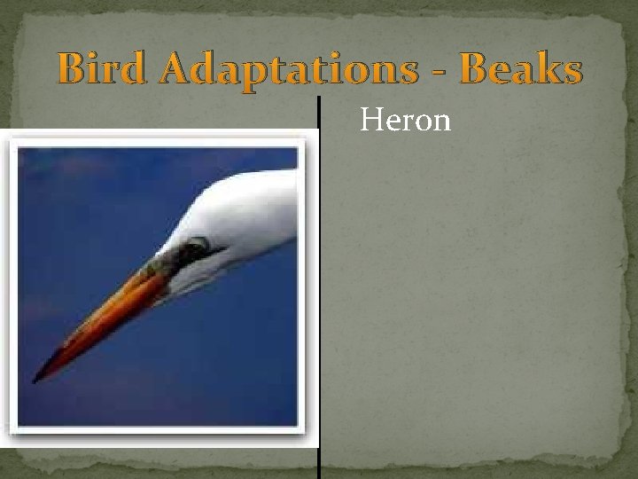 Bird Adaptations - Beaks Heron 