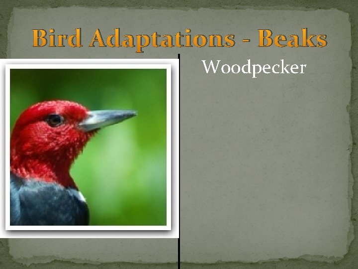Bird Adaptations - Beaks Woodpecker 