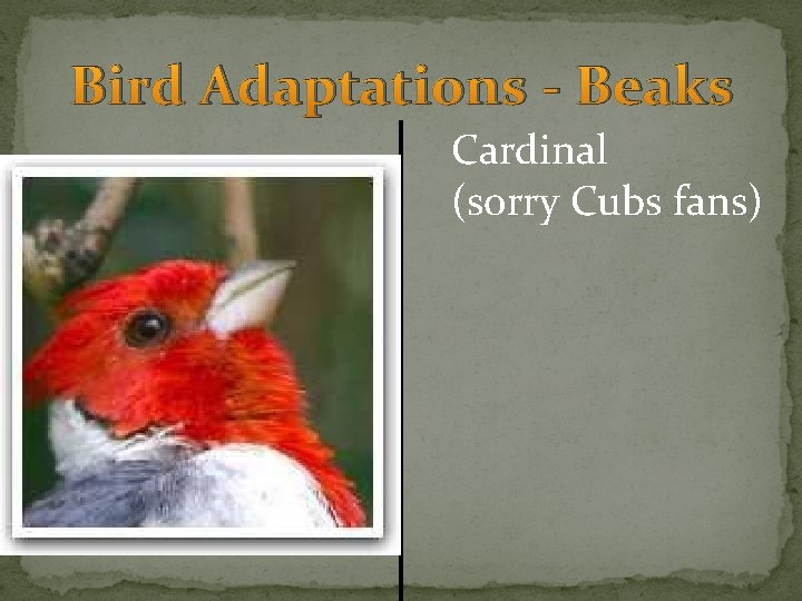 Bird Adaptations - Beaks Cardinal (sorry Cubs fans) 