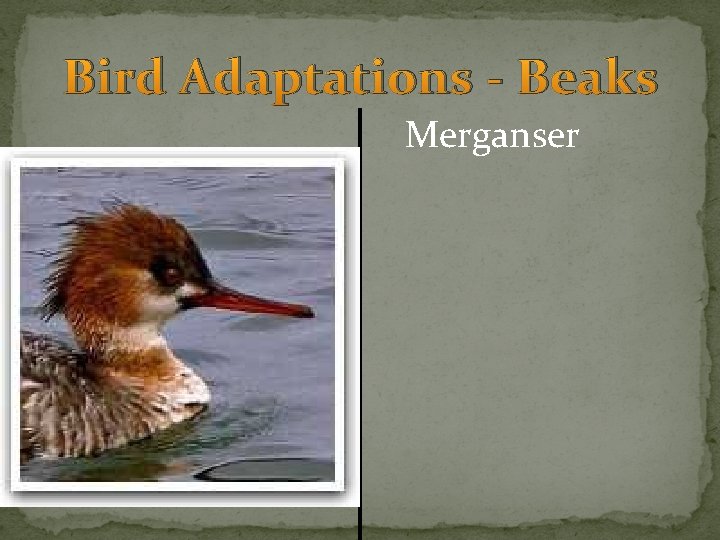 Bird Adaptations - Beaks Merganser 