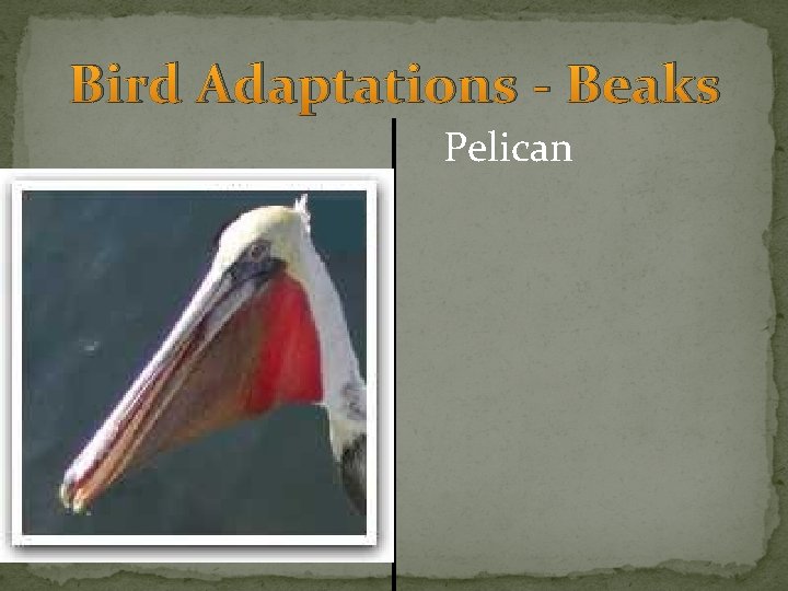 Bird Adaptations - Beaks Pelican 