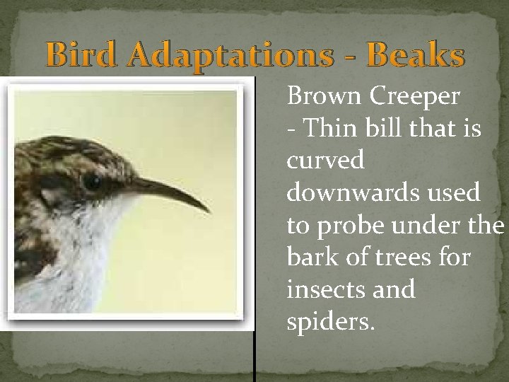 Bird Adaptations - Beaks Brown Creeper - Thin bill that is curved downwards used