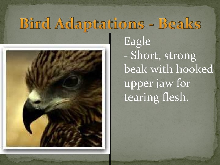 Bird Adaptations - Beaks Eagle - Short, strong beak with hooked upper jaw for