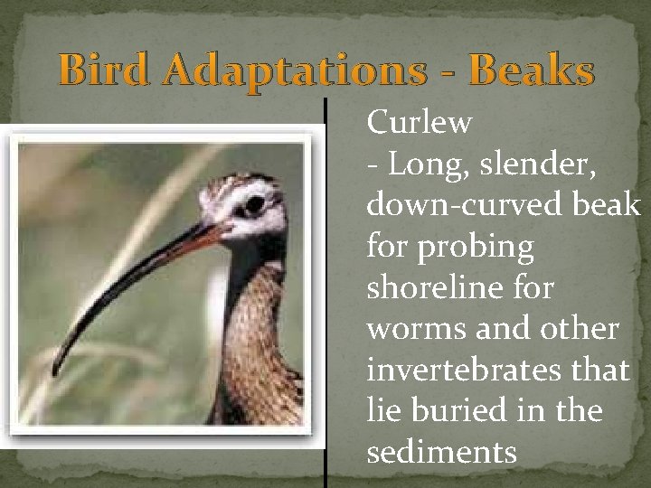 Bird Adaptations - Beaks Curlew - Long, slender, down-curved beak for probing shoreline for