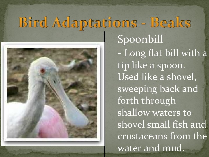 Bird Adaptations - Beaks Spoonbill - Long flat bill with a tip like a